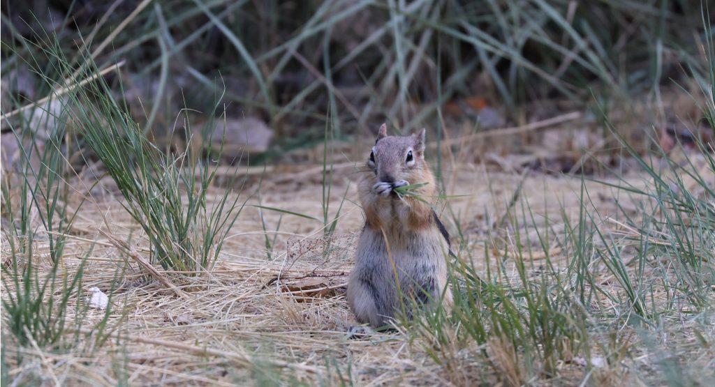 One of a great number of (large!) chipmunks that were clearly used to humans and human food!