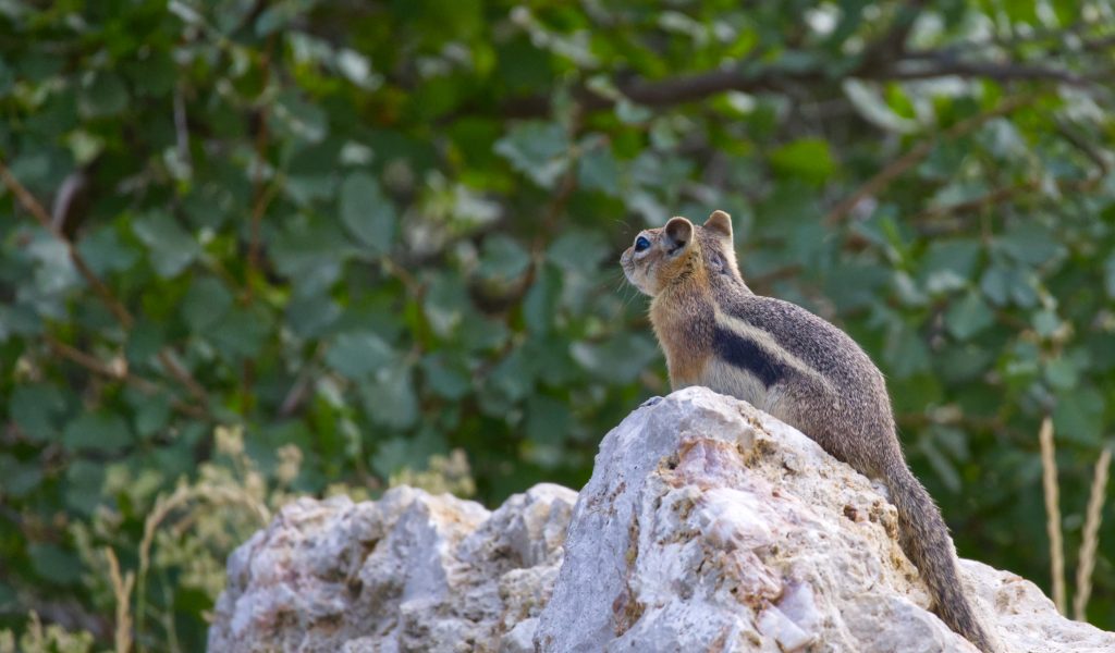 Chipmunk playing 'King of the Rock'. Our local chipmunks in Toronto like to watch from top of rocks too.