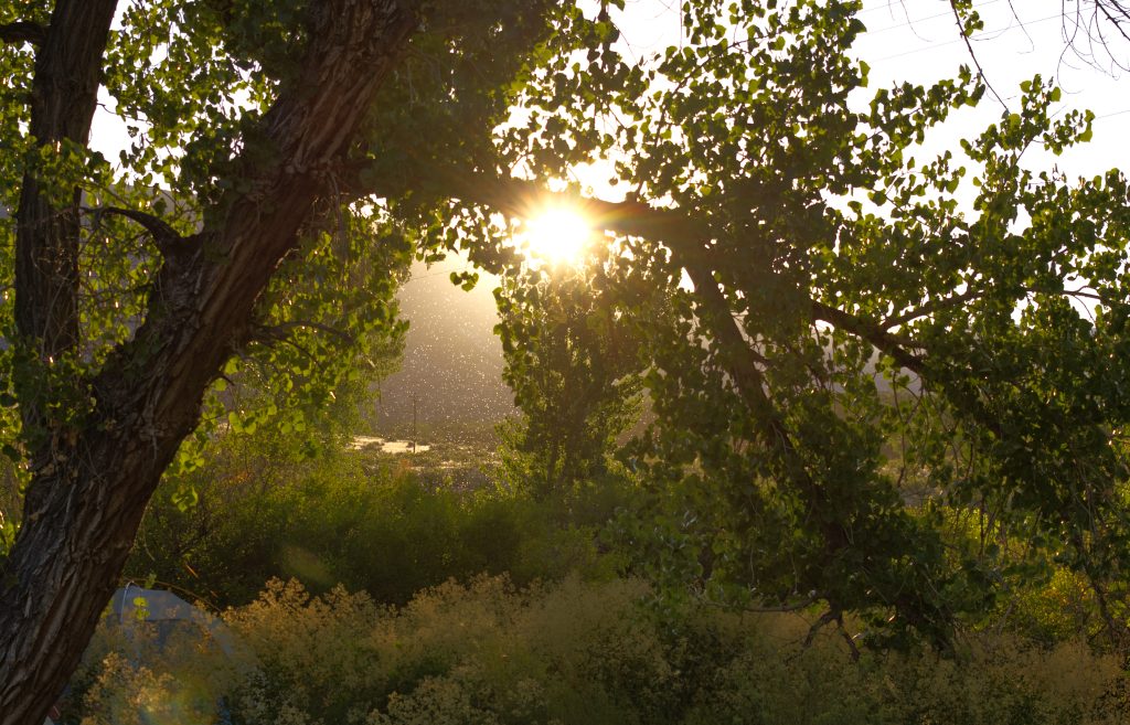 Also at sunrise, highlighting some massive bug swarms along the green river's edge.