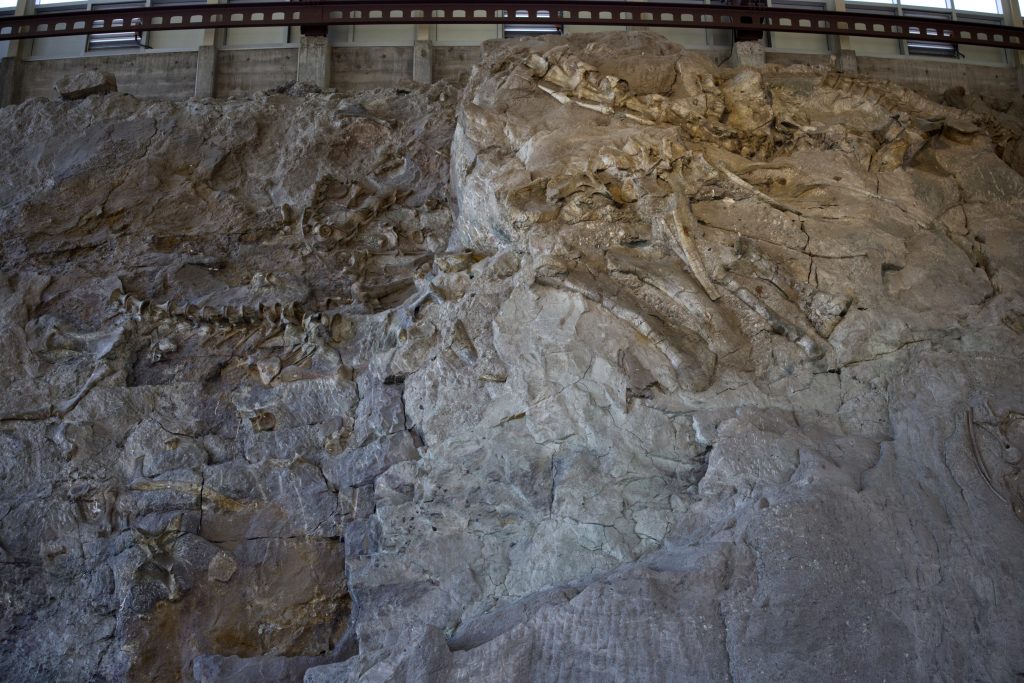 Dinosaur laden rock wall preserved from the elements in the visitor centre.