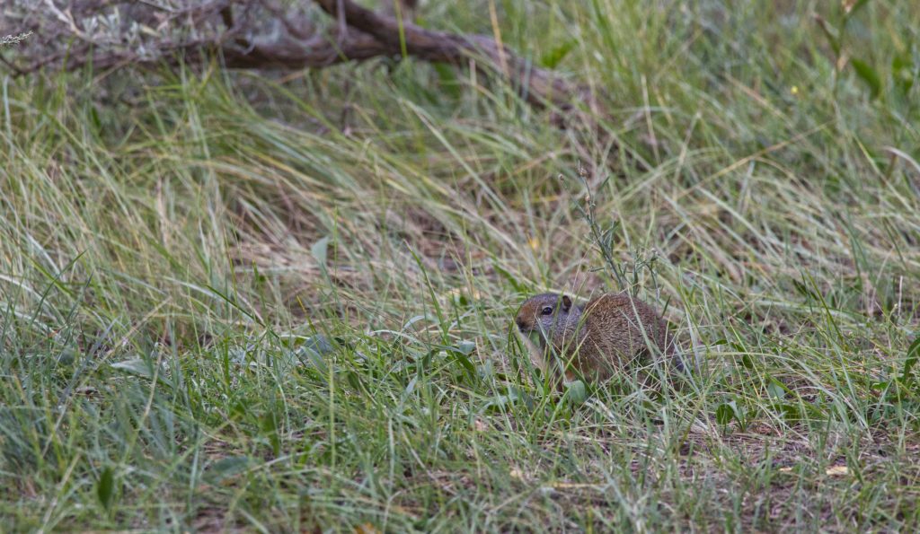 Our campground hosts, the colony of Unita ground squirrels. They were munching on grass as if they were rabbits.