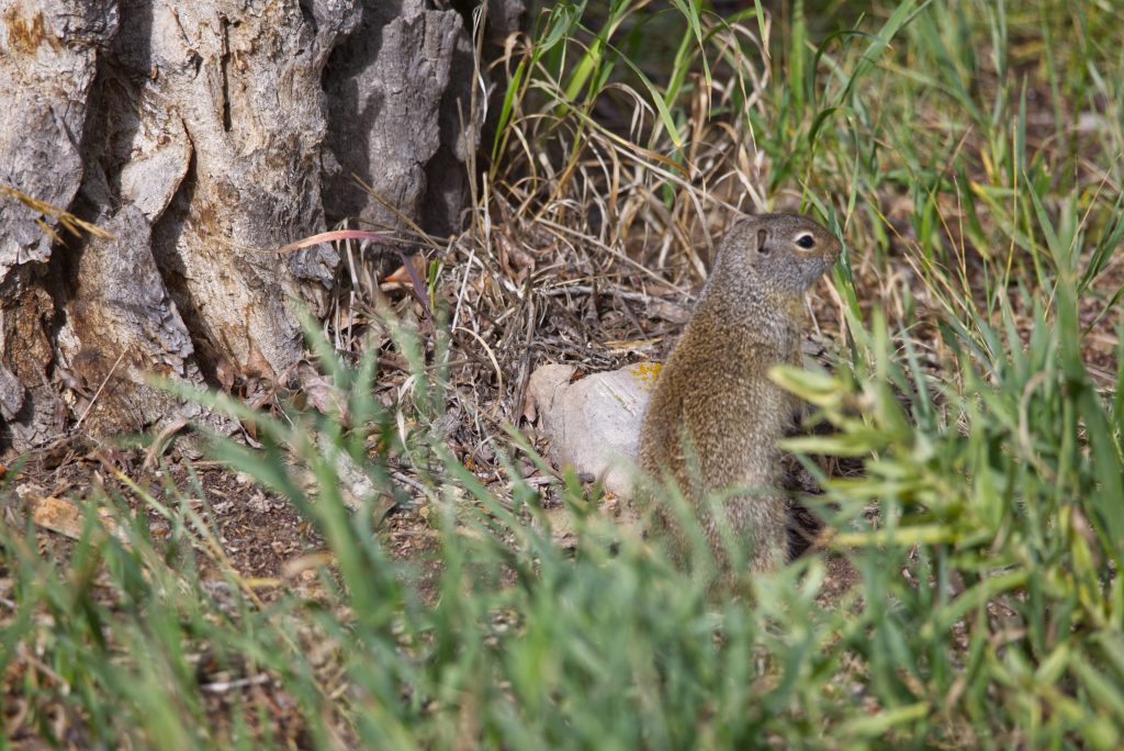 The Uinta ground squirrel. The pop-up maneuver to see what's close by.