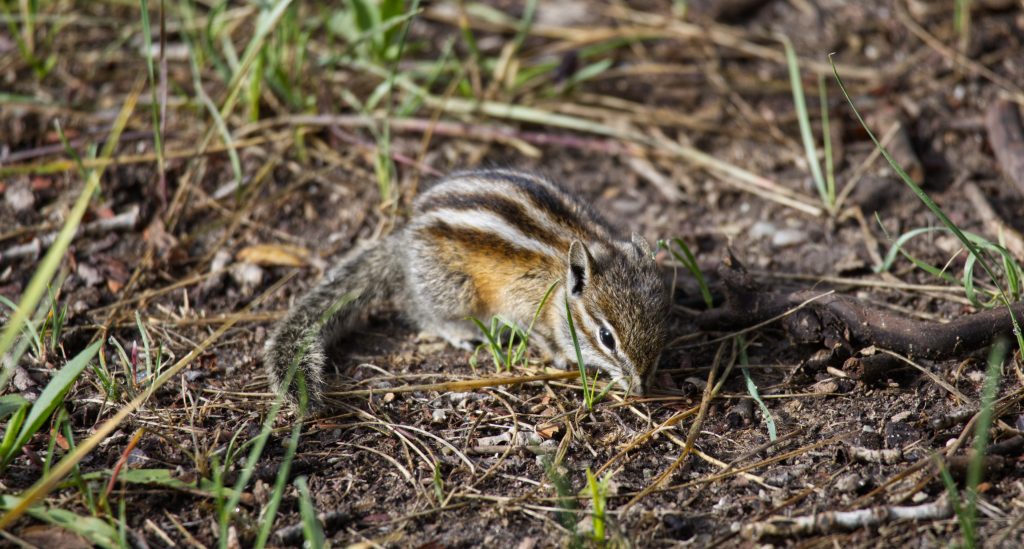 The Least Chipmunk up close as it ventured close to our picnic table. These chipmunks are very small -- only slightly larger than a field mouse.