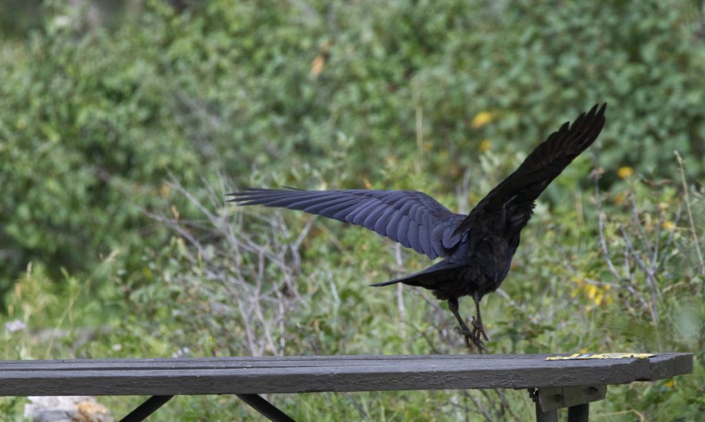 During the day, Ravens cruise campsites, looking for food left by campers. Of course, leaving scraps attracts the bears too, so this is strongly pushed by the rangers.