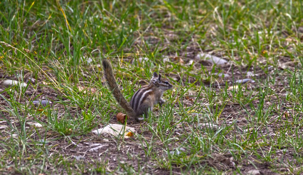 The Least Chipmunk (7 stripes) questing for food nearby out campsite.