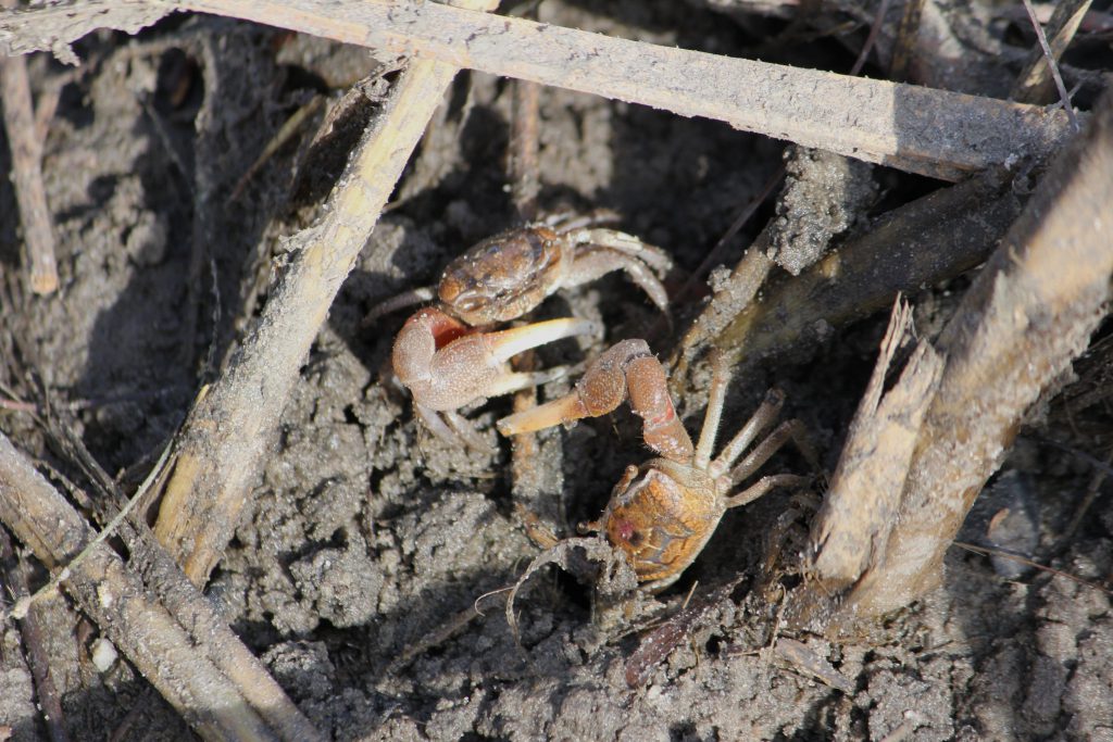 A Crab War. These guys are about the size of a dime and erupt from the tidal sand.
