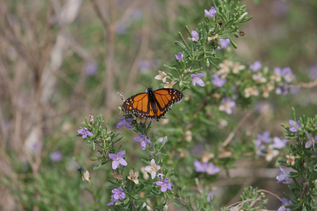 Monarch Butterfly at St. Marks Wildlife Refuge.