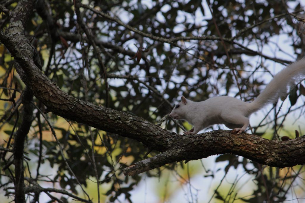 White squirrel on the move. These fellows were all around our campsite.