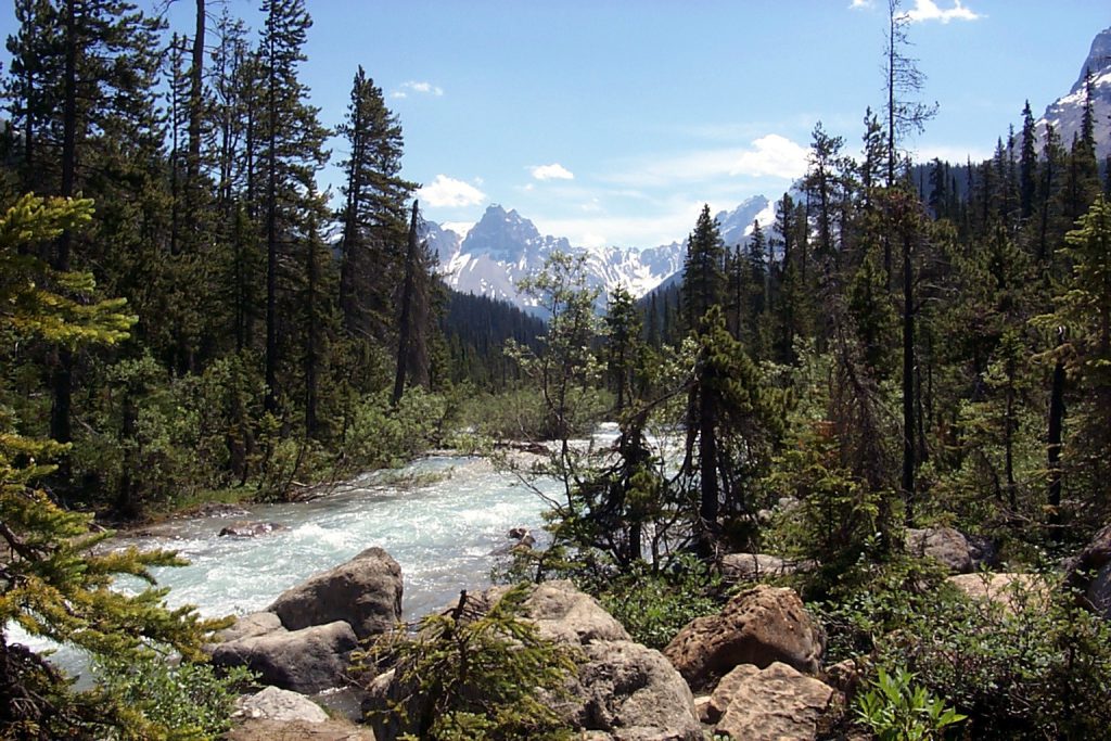 The Yoho Valley River just below the falls.