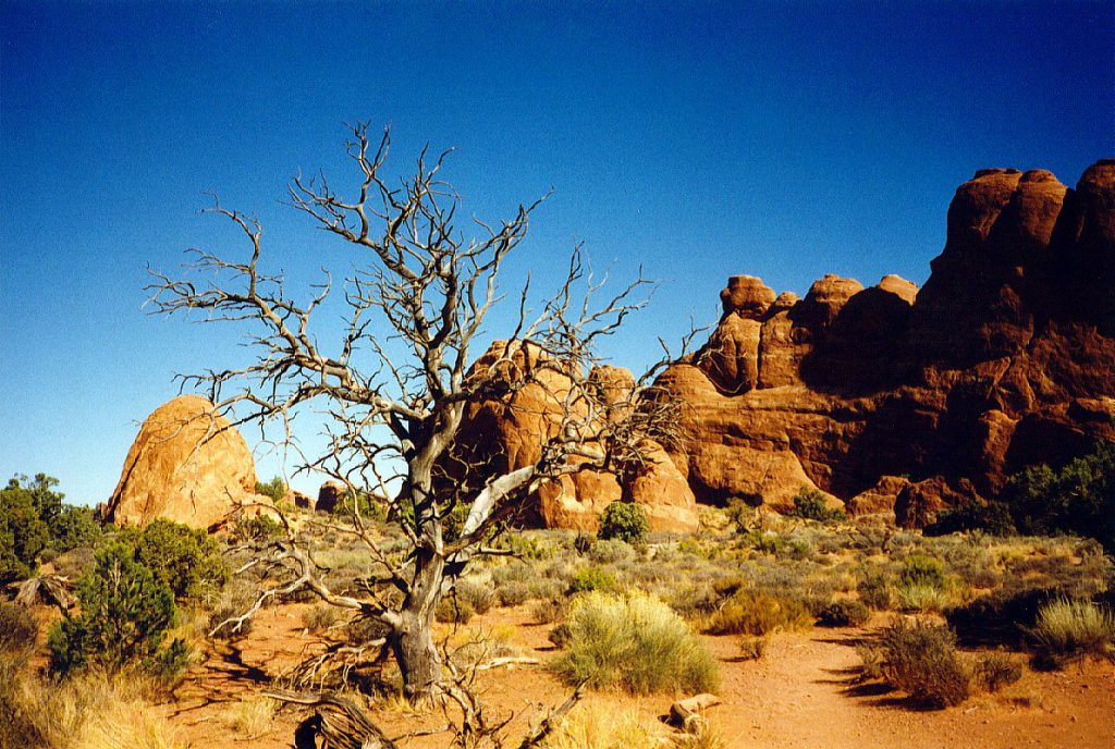 This dead pinyon pine is a good example of how little organic material decays in a desert -- it has probably been there, just like this, for several hundred years (some others are perhaps 1000 years old). In the background is a row of fins that may someday erode, and become free standing arches.