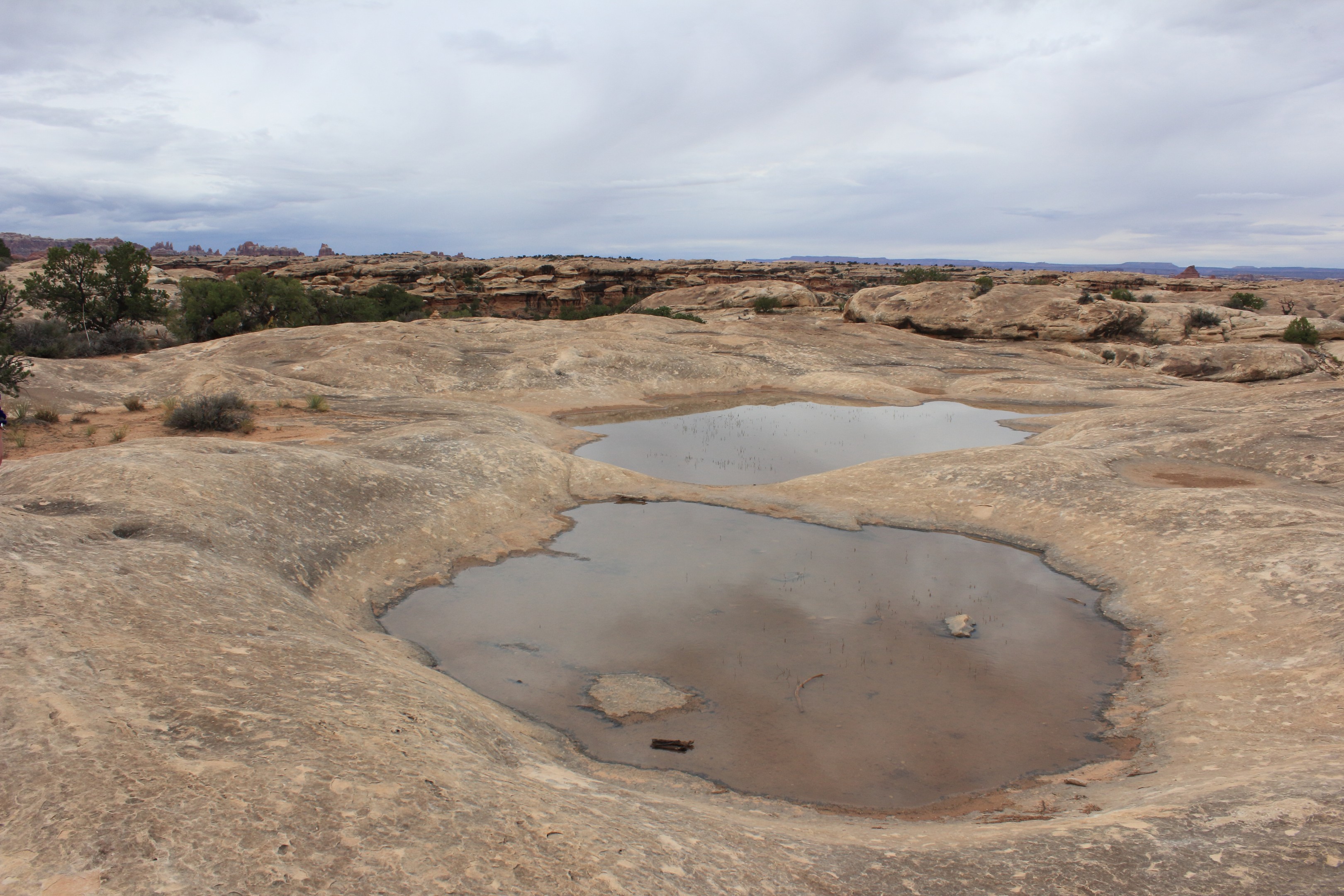 Canyonlands Limestone Pools. This is from a trail through Pothole Point -- a very large limestone topped mesa in the Needles district. As the limestone erodes (slowly) pools form which catch rainfall and retain it for a long time. The pools are full of tadpoles (and at some point frogs) and other aquatic life both animal and plant.