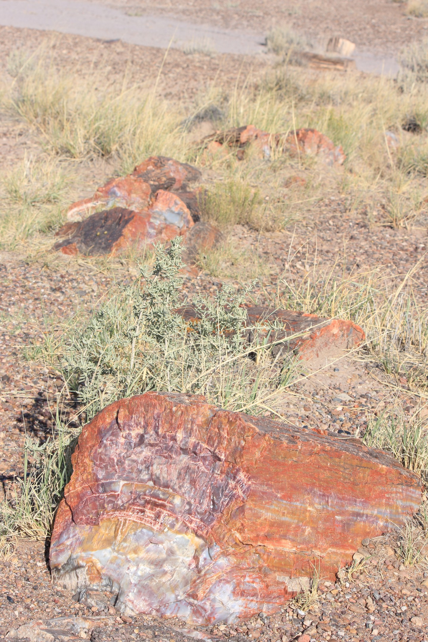 A Colourful Grouping. Several particularly colourful (iron/rust/quartz) petrified logs strewn into the distance.