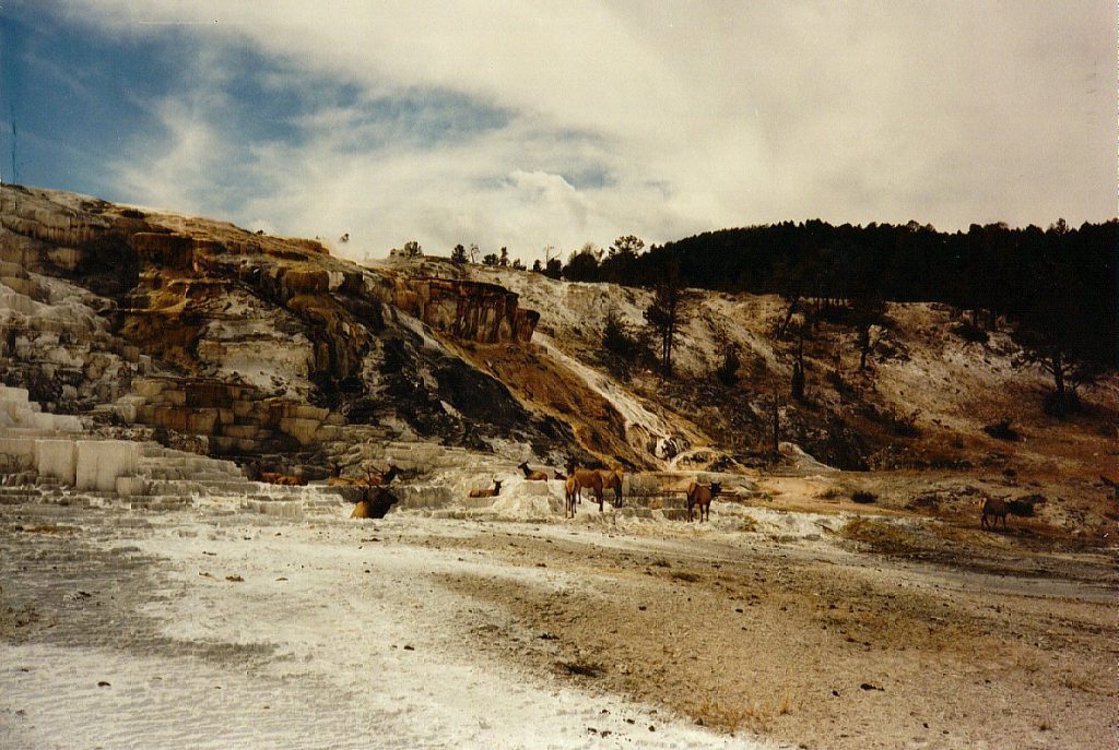 Mammoth Springs in the northern part of the Park is a huge travertine formation created by the cascade of mineral laden water. The large part of the formation is to the left of the picture whose subject is the group of Elk in the centre.